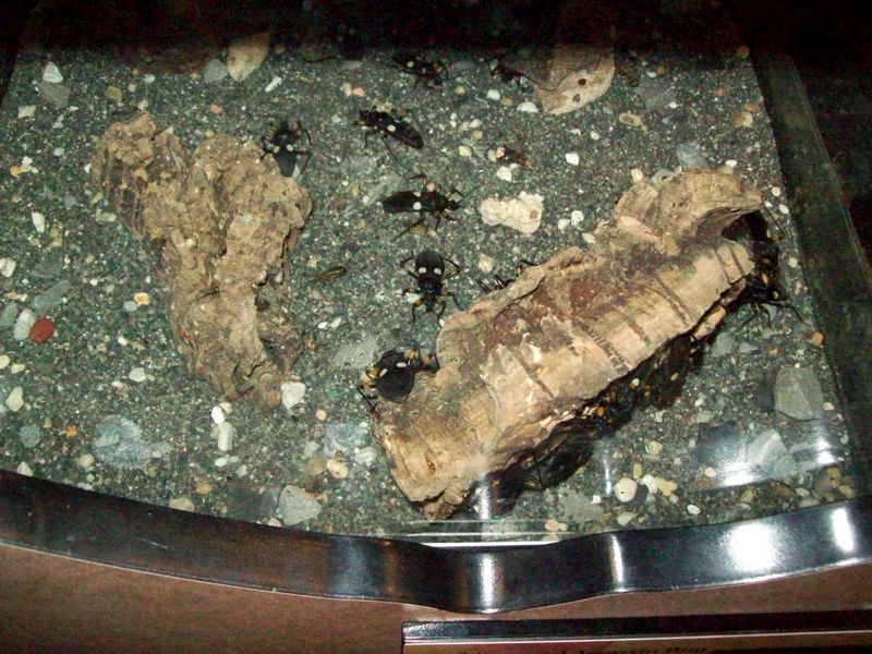 Bugs-06.JPG