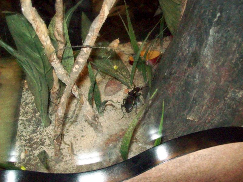 Bugs-10.JPG