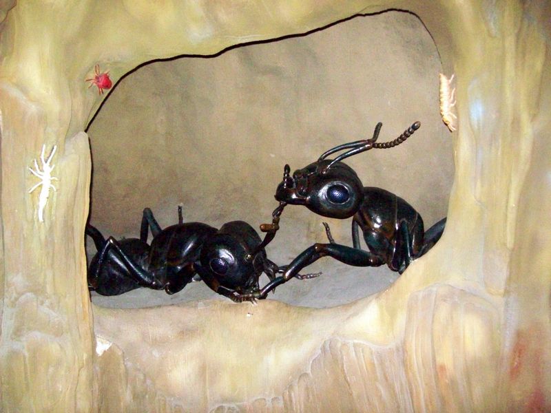 Bugs-15.JPG