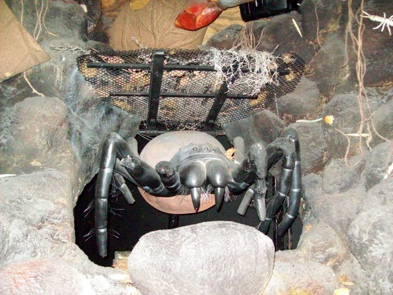 Bugs-17.JPG