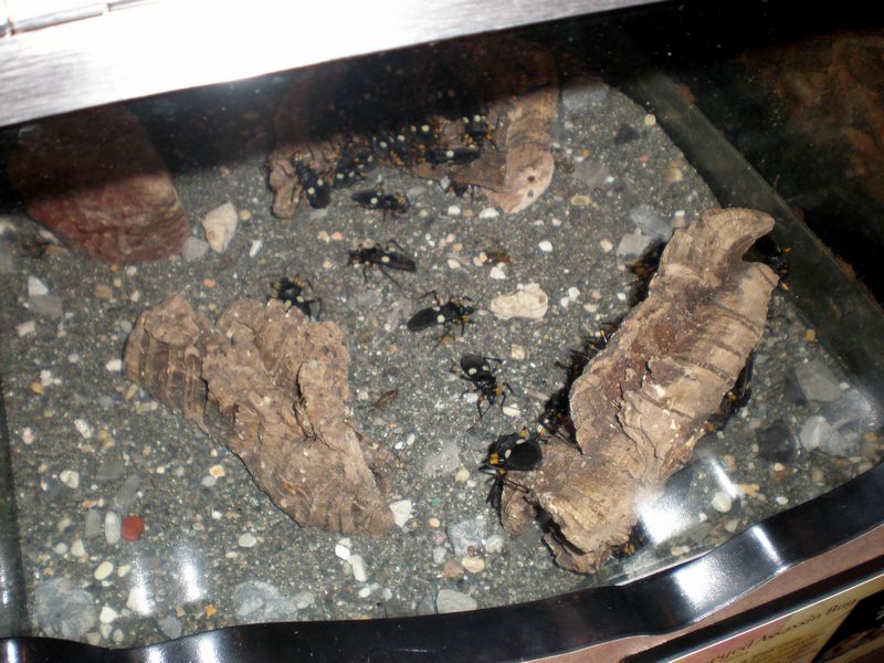 Bugs-31.JPG