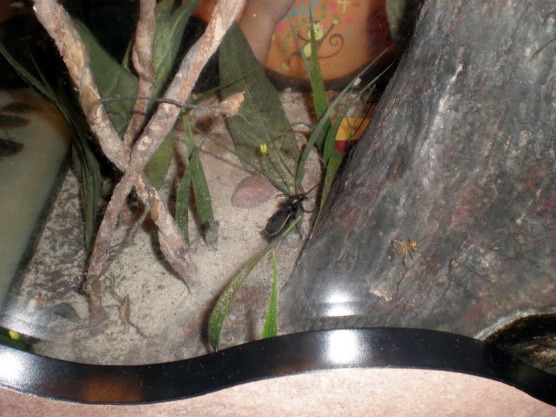 Bugs-47.JPG