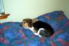 Filename=xIM001478.jpg
Filesize=85KiB
Dimensions=800x536
Date added=Feb 11, 2006 xIM001478.jpg