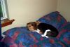 Filename=xIM001484.jpg
Filesize=76KiB
Dimensions=800x536
Date added=Feb 11, 2006 xIM001484.jpg