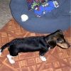 Filename=x000006.JPG
Filesize=25KiB
Dimensions=320x320
Date added=Feb 11, 2006 x000006.JPG