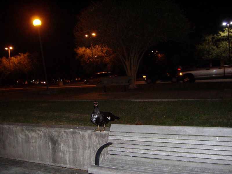 DSCF3196.JPG