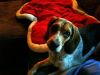 zoey2011-043.JPG