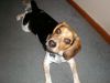 zoey2011-053.JPG