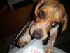 zoey2011-055.JPG