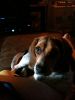 zoey2011-056.JPG