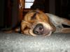 zoey2011-067.JPG