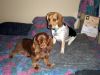 zoey2011-098.JPG