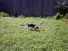 zoey2011-100.JPG