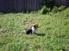 zoey2011-102.JPG