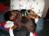 zoey2011-113.JPG