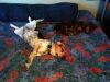zoey2011-122.JPG