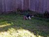 zoey2011-211.JPG