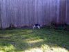 zoey2011-212.JPG