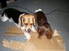 zoey2011-217.JPG