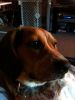 zoey2011-260.JPG