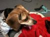 zoey2011-349.JPG