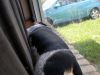 zoey2011-373.JPG