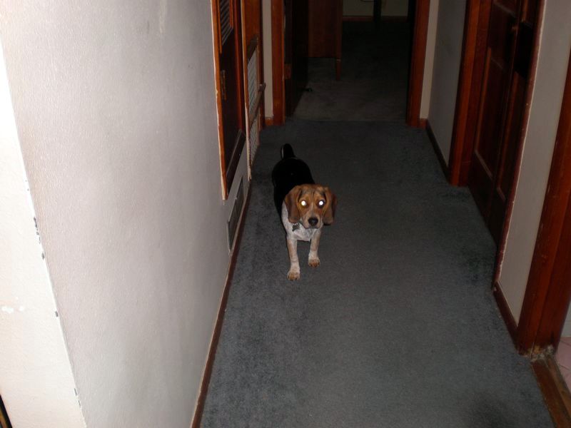 zoey2011-003.JPG