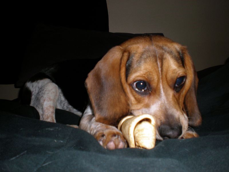 zoey2011-009.JPG