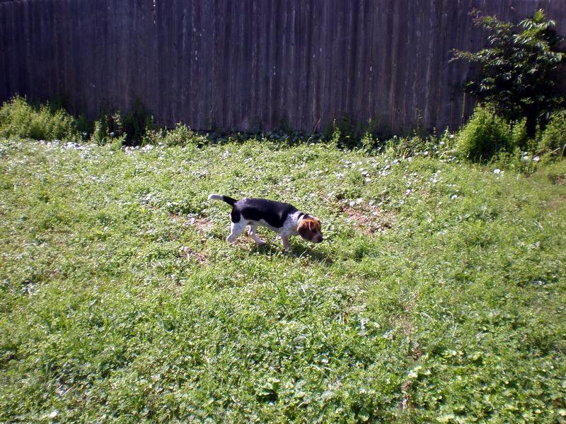 zoey2011-100.JPG