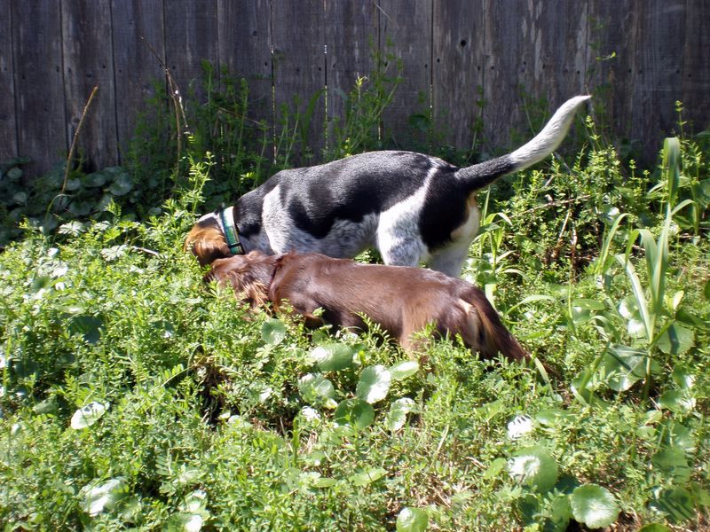 zoey2011-106.JPG