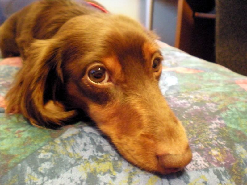 zoey2011-147.JPG