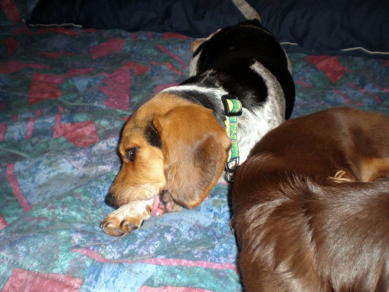 zoey2011-152.JPG
