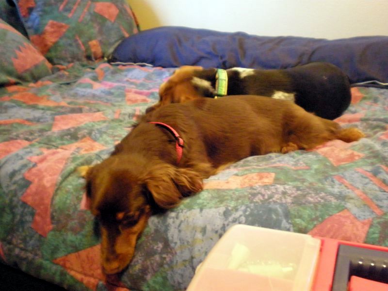 zoey2011-158.JPG