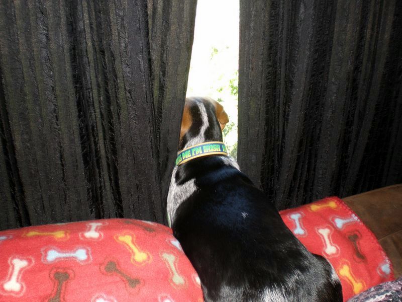 zoey2011-170.JPG