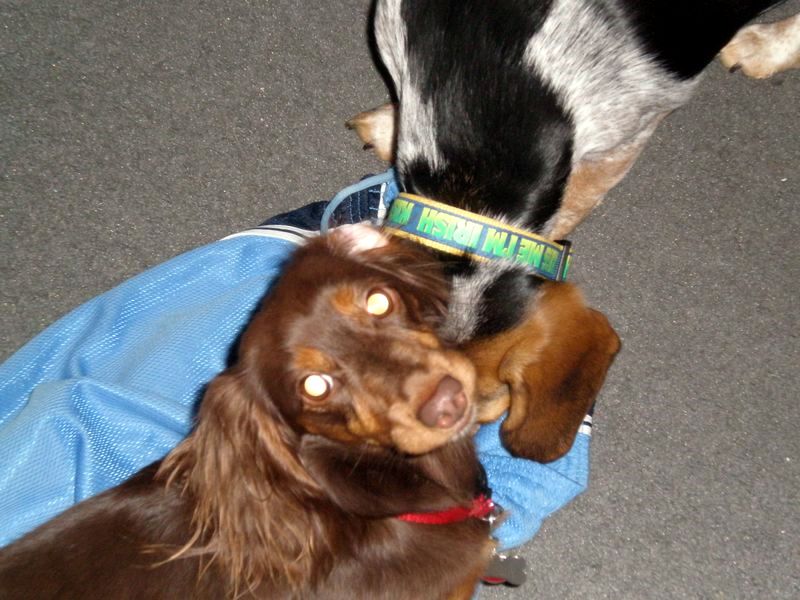 zoey2011-187.JPG