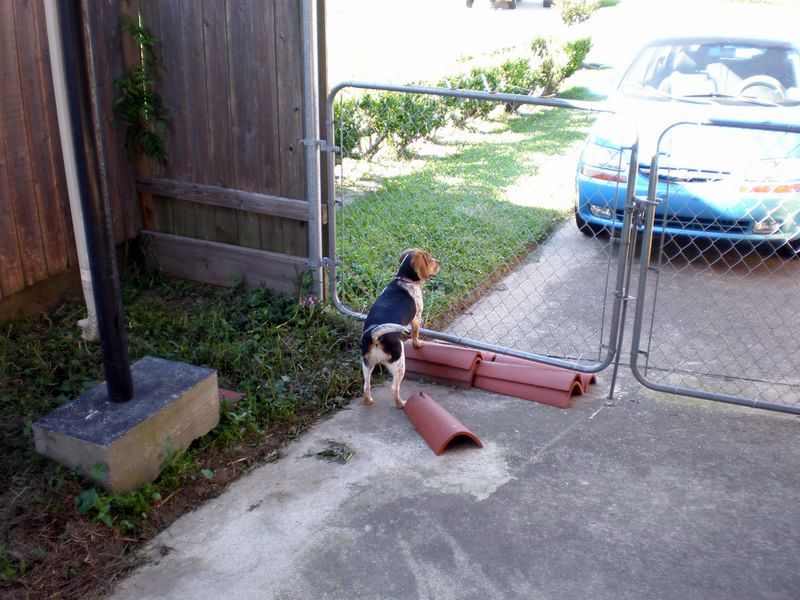 zoey2011-204.JPG