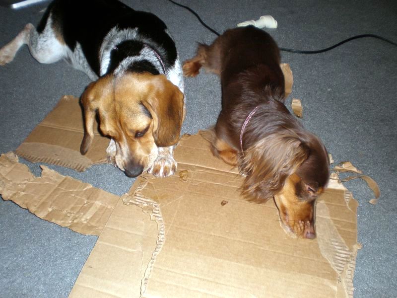 zoey2011-216.JPG