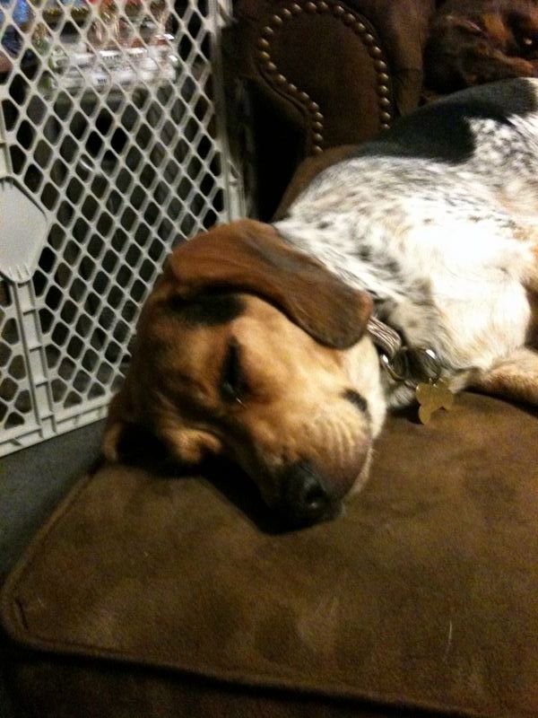zoey2011-246.JPG