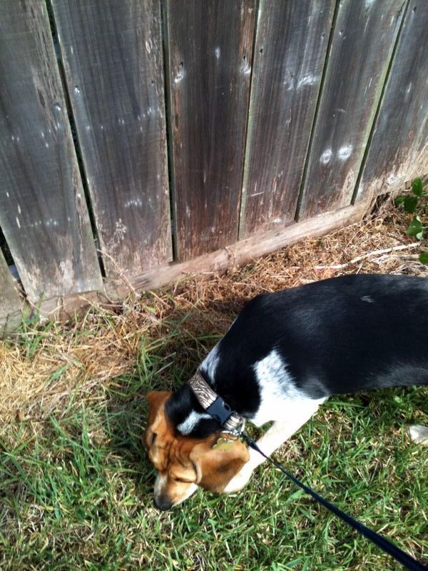 zoey2011-284.JPG