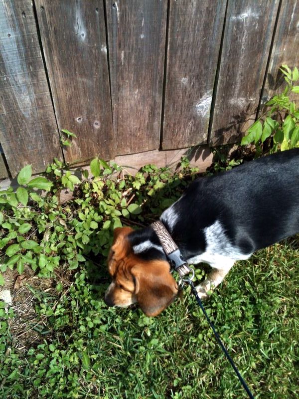 zoey2011-285.JPG