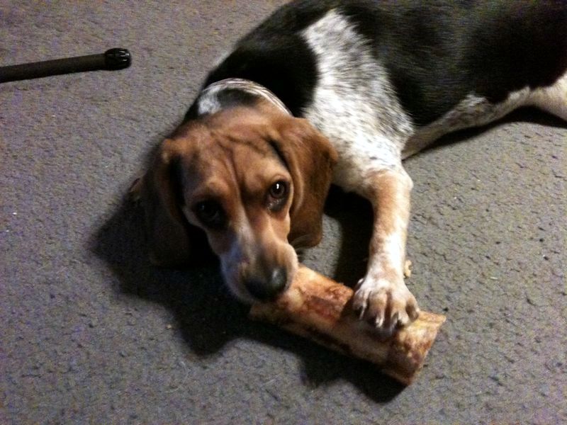 zoey2011-288.JPG