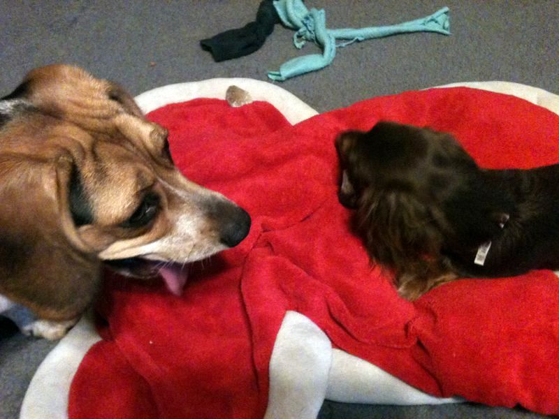 zoey2011-348.JPG