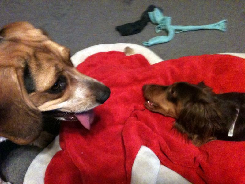 zoey2011-350.JPG
