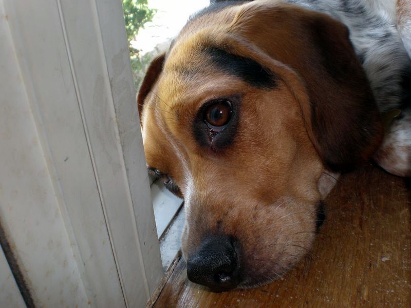 zoey2011-375.JPG