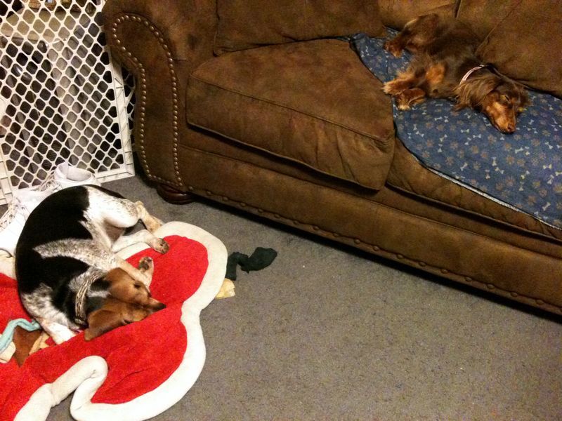 zoey2011-396.JPG