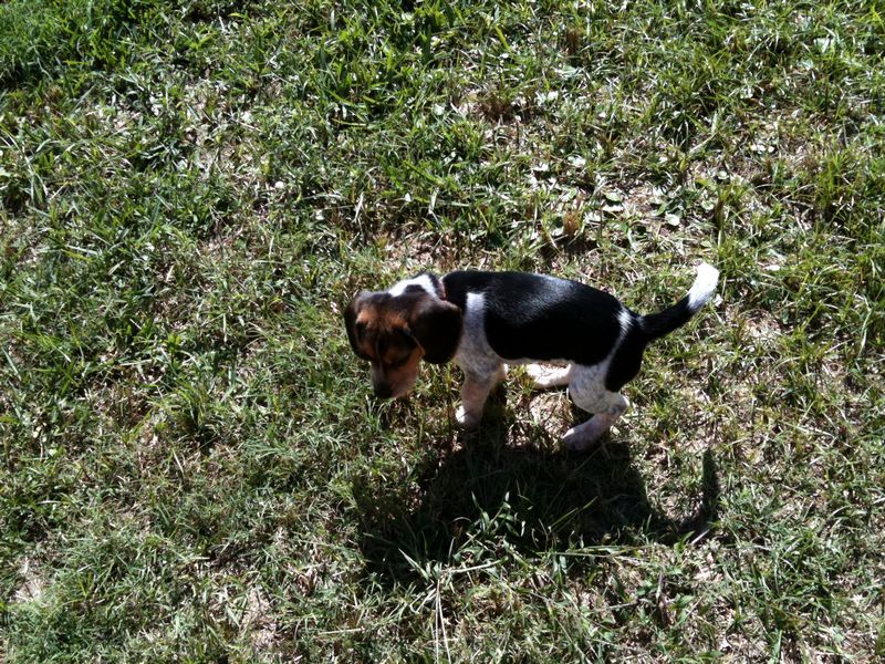 Zoey-000.JPG