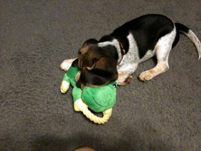 Zoey-003.JPG