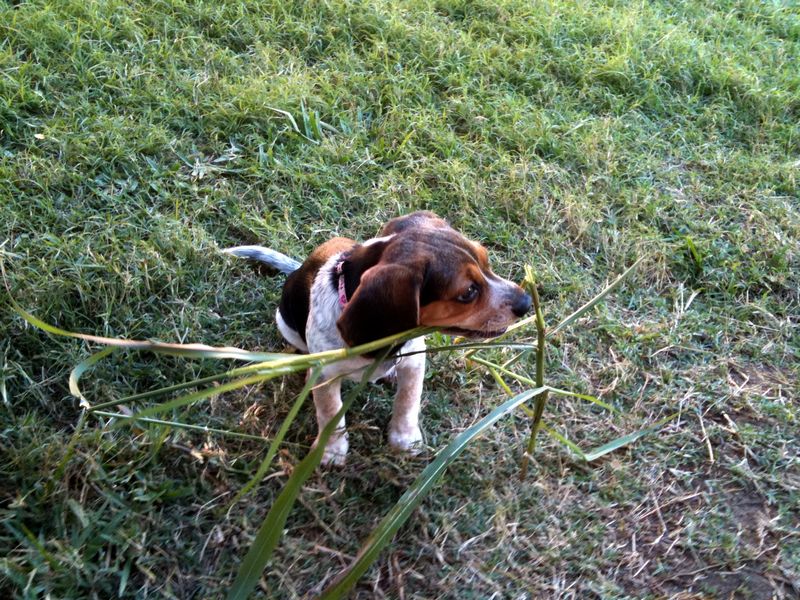 Zoey-008.JPG