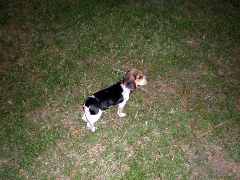 Zoey-014.JPG