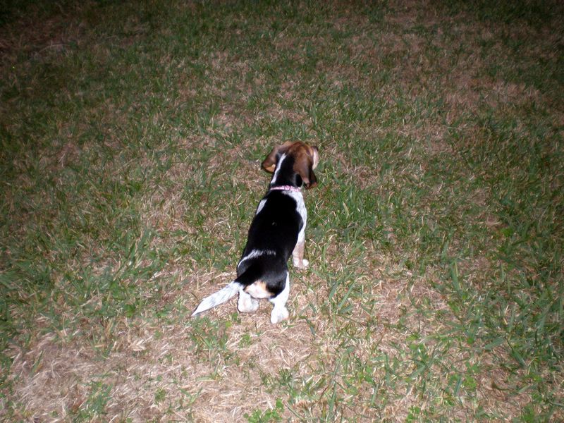 Zoey-015.JPG
